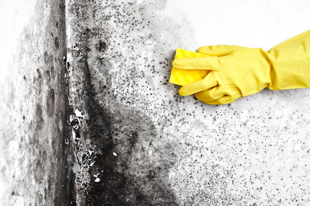 Best Mold Remediation Experts  in Meridian, CO