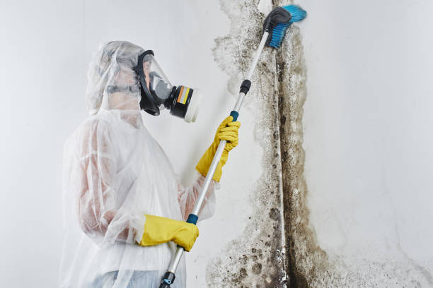 Best Home Mold Removal  in Meridian, CO