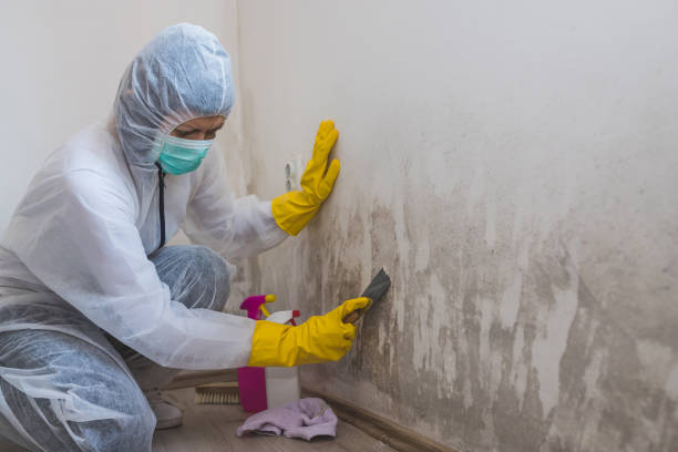 Best Affordable Mold Removal  in Meridian, CO