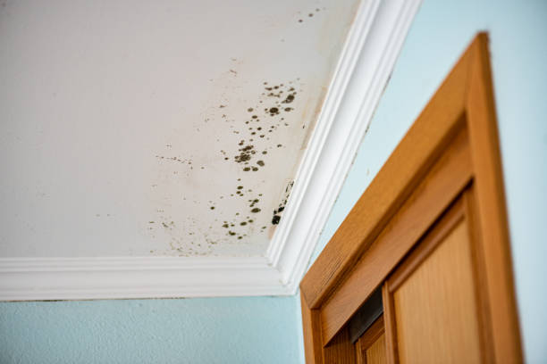 Best Mold Damage Repair  in Meridian, CO