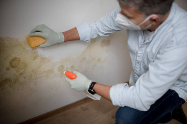 Best Mold Cleaning Services  in Meridian, CO