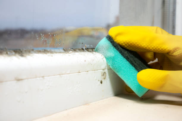 Best Residential Mold Removal  in Meridian, CO