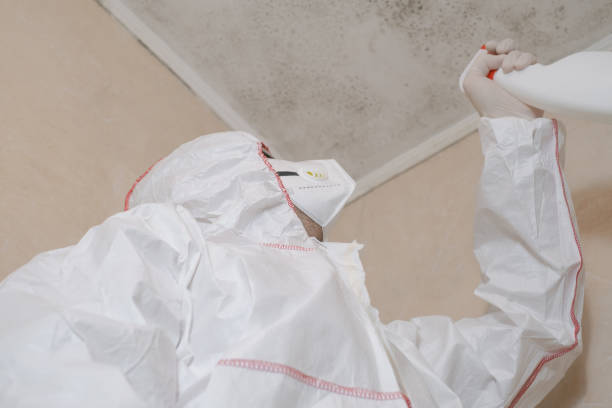 Trusted Meridian, CO Mold Removal Experts