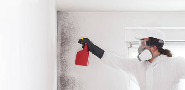 Trusted Meridian, CO Mold Removal Experts