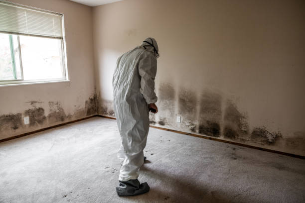 Best Black Mold Removal  in Meridian, CO